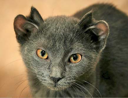 Yoda gatinho 4 orelhas