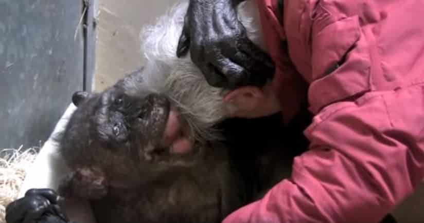 Chimpanzé de 59 anos