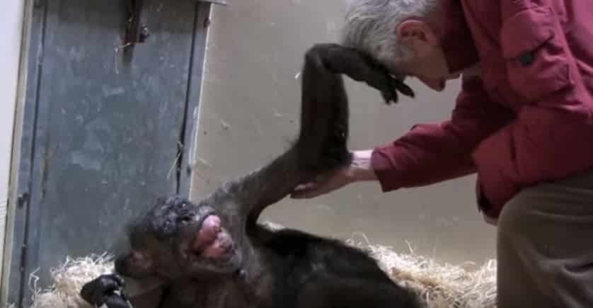 Chimpanzé e cuidador