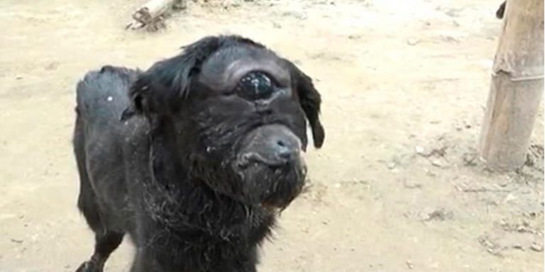 Cabra Nasce Com Um Olho So E Surpreende Veterinarios Com Condicao Rara