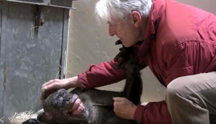 Chimpanzé emociona