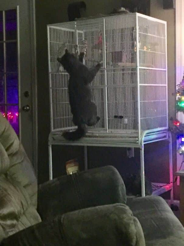 gato-tenta-salvar-papagaio