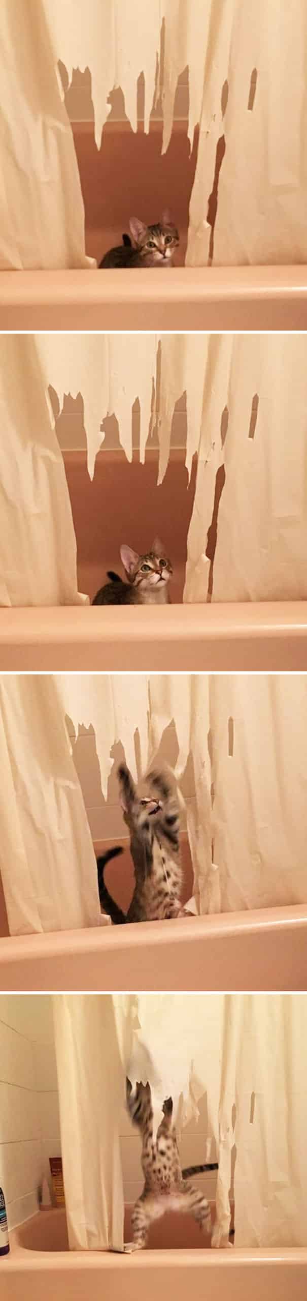 gato-e-cortina-de-banho