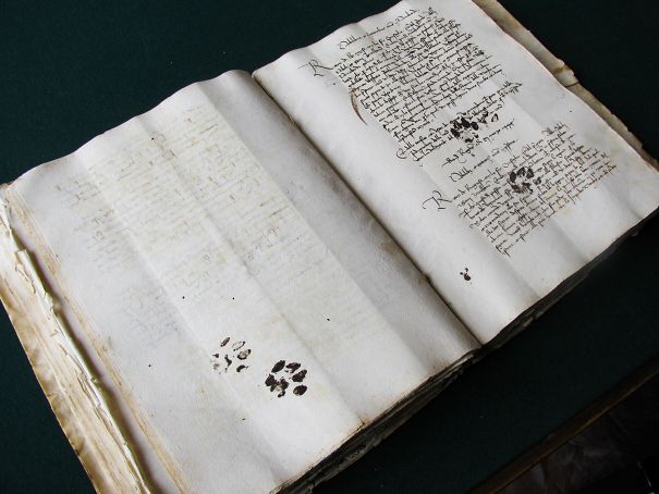 gato-e-manuscrito