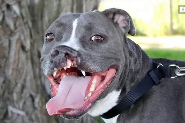 labio-leporino-nariz-cachorro