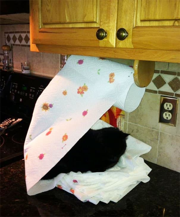 gato-em-papel-toalha