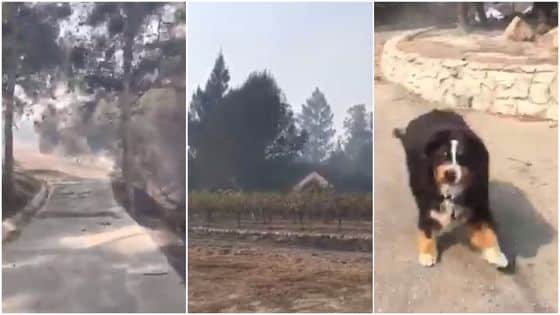 izzy-encontrada-com-donos