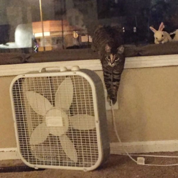 gato-e-ventilador