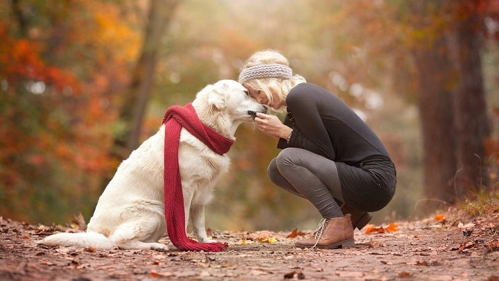 amor primeira vista cães humanos