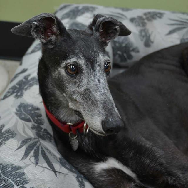 cadela corpo dono um mês