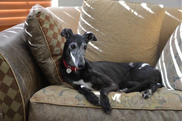 cadela corpo dono um mês