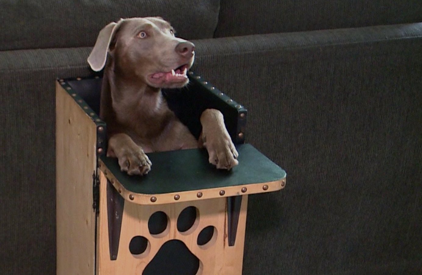 cadeira cadela megaesôfago