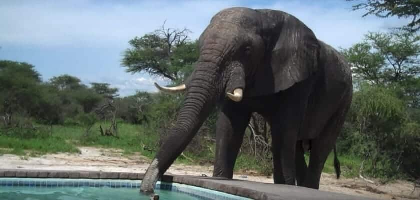 elefante-bebe-água-piscina-resort