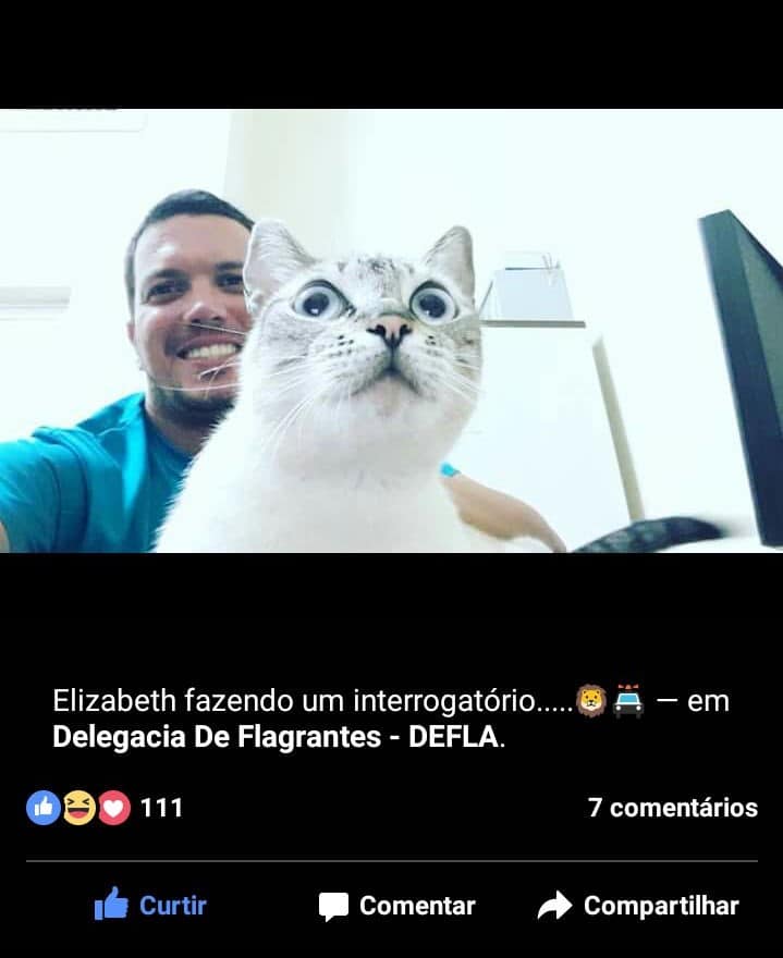 gatos adotados delegacia