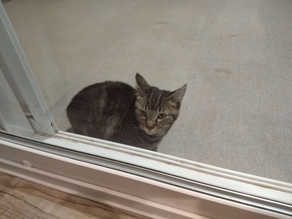 gata porta casa ajuda