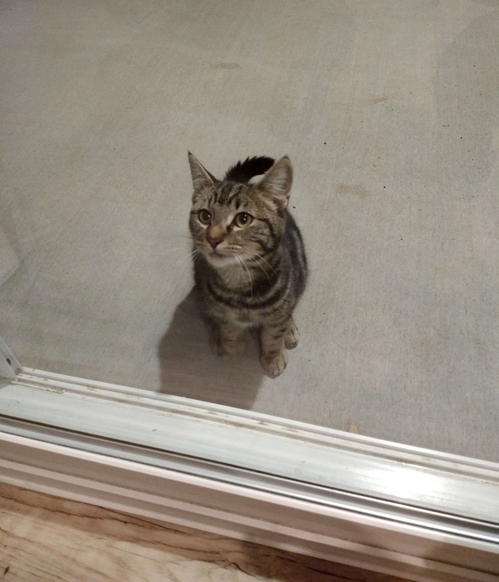 gata porta casa ajuda