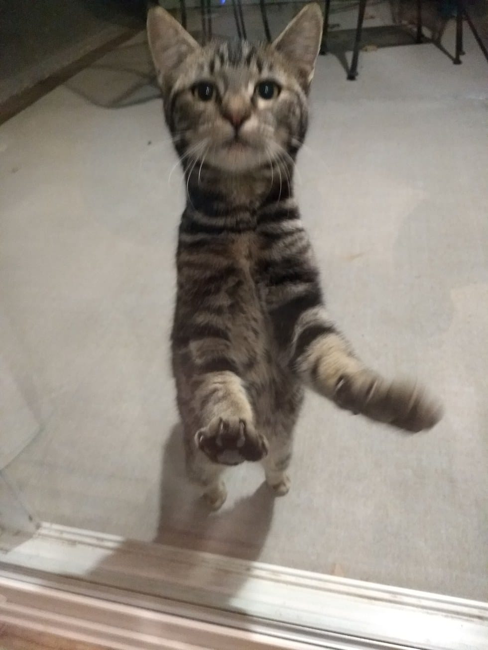 gata porta casa ajuda