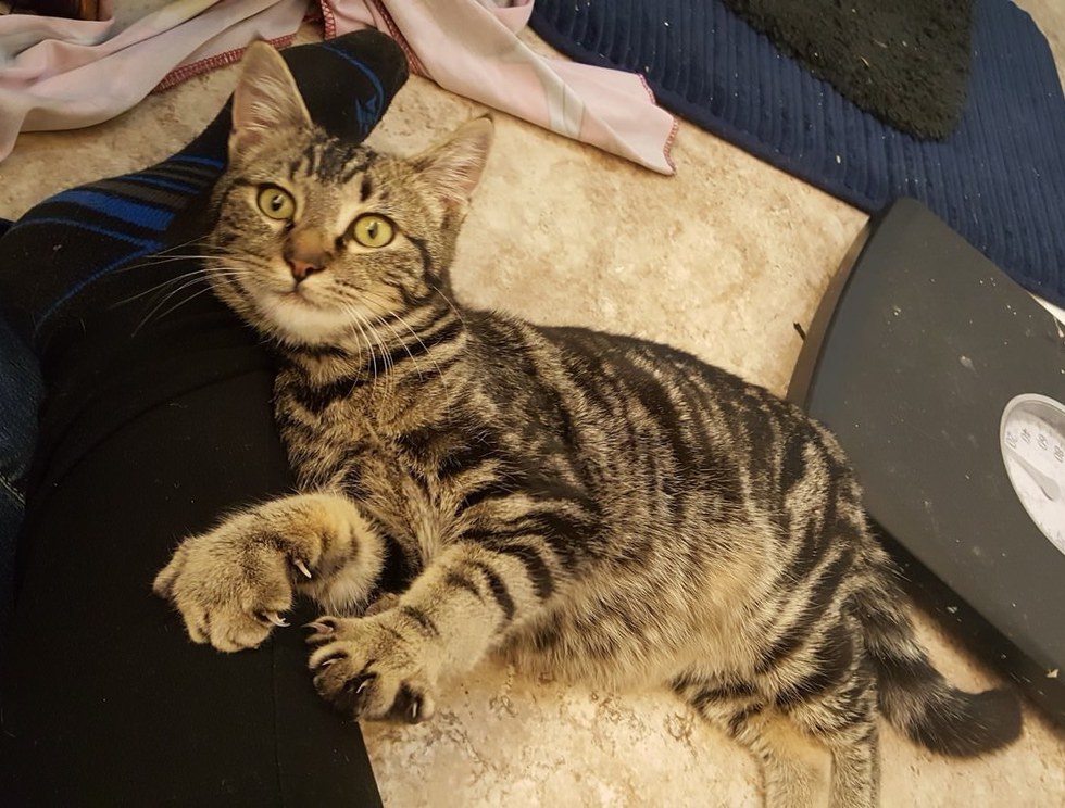 gata porta casa ajuda