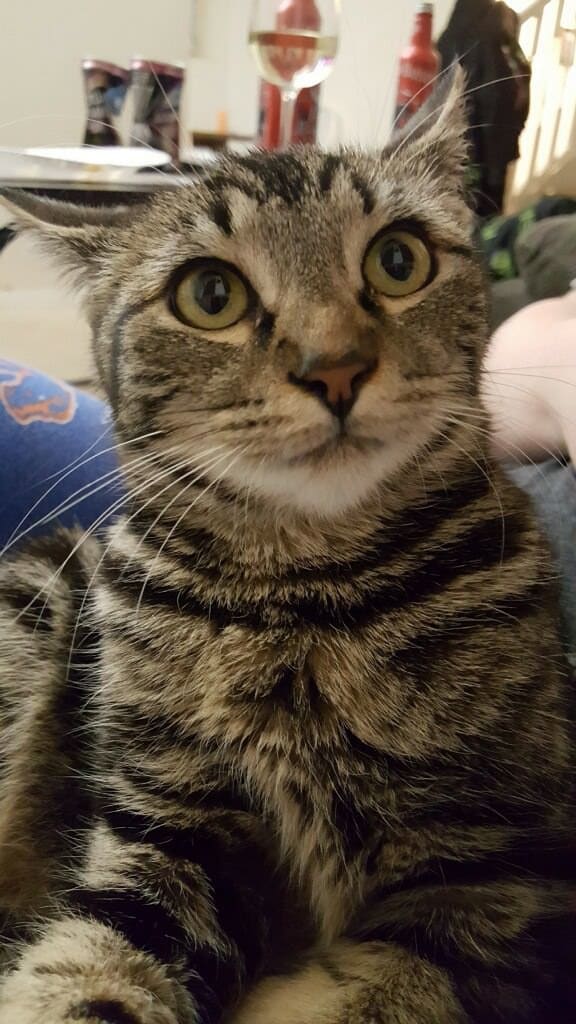 gata porta casa ajuda