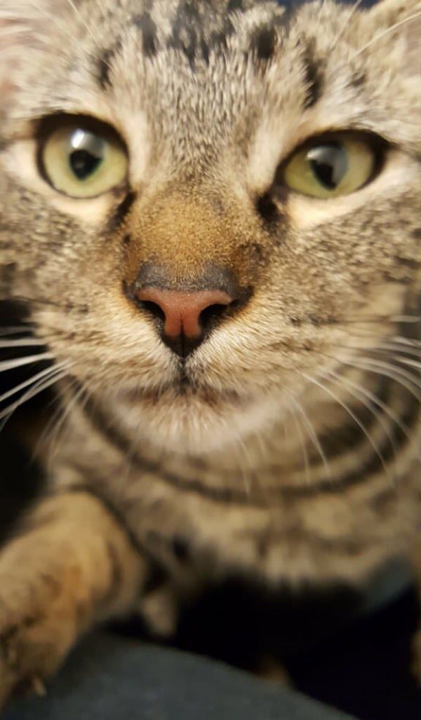 gata porta casa ajuda