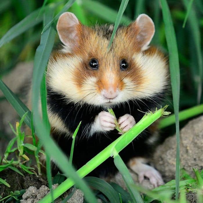 Hamsters selvagens podem ser os animais mais fofos do mundo e você precisa conhecêlos