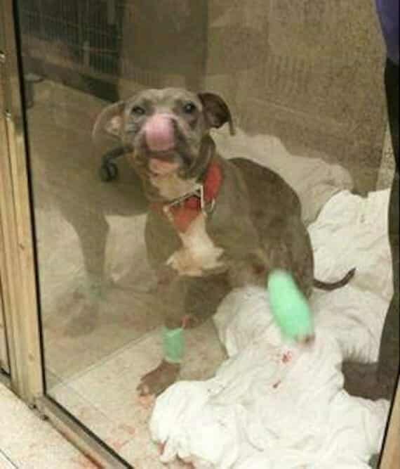 cão chicoteado policial