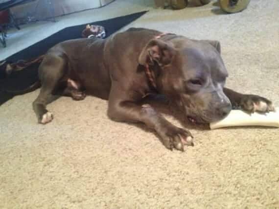 cão chicoteado policial