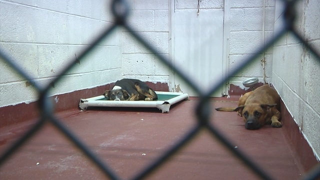 91 cães encontrados em abrigo