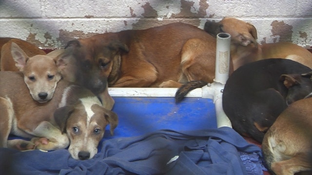 91 cães encontrados em abrigo