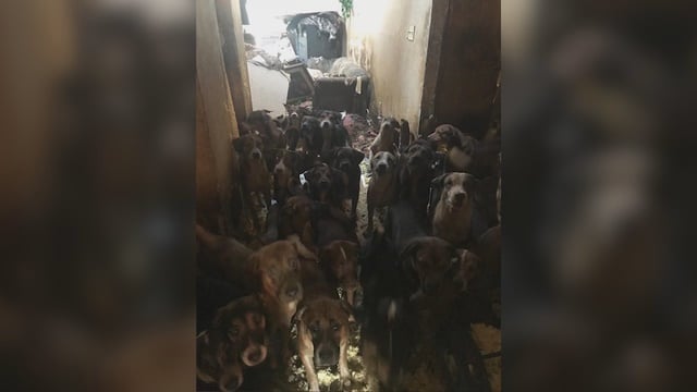 91 cães encontrados em abrigo