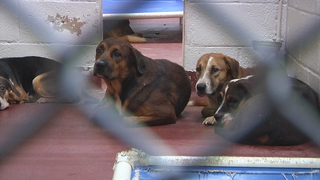 91 cães encontrados em abrigo
