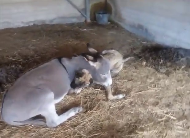 amizade burro e cão