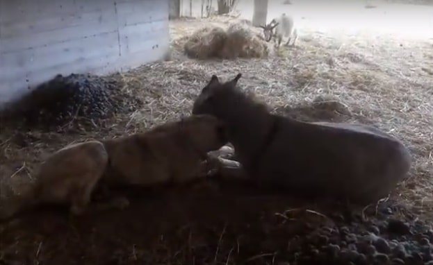 amizade burro e cão