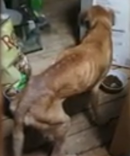 cão abusado com fome