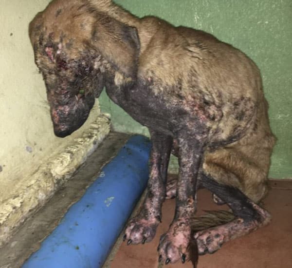 cadela com buraco na cabeça