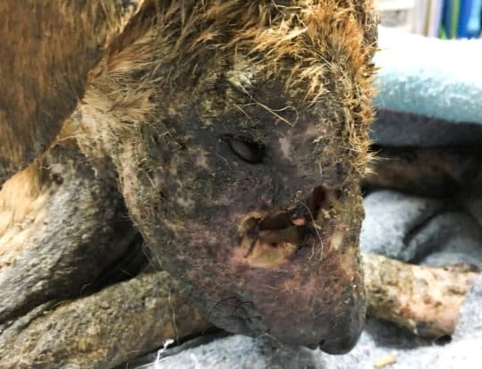 cadela com buraco na cabeça