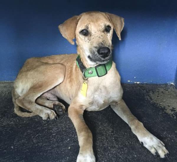 cadela com buraco na cabeça