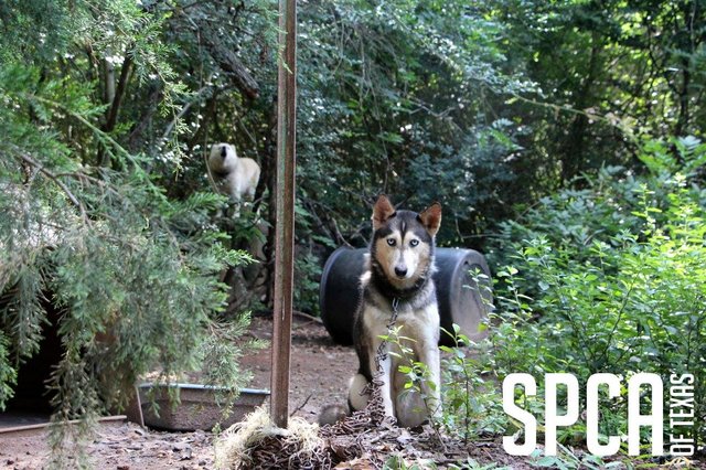 cadela protege filhotes