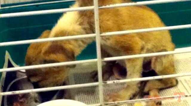 cadelinha salva de abrigo