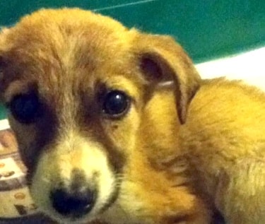 cadelinha salva de abrigo