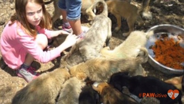 cadelinha salva de abrigo