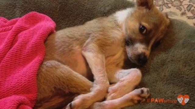 cadelinha salva de abrigo