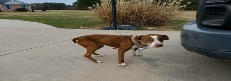 cão abandonado por namorado na dona