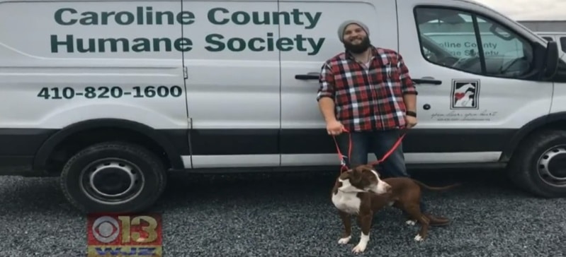 cão abandonado por namorado na dona