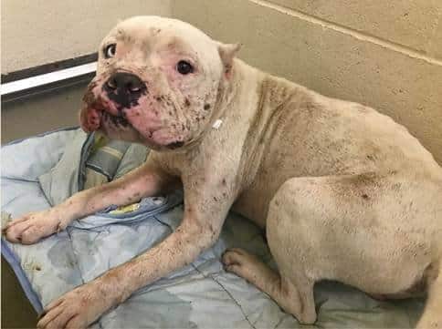 cão de luta pit bull