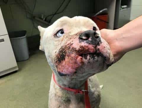 cão de luta pit bull