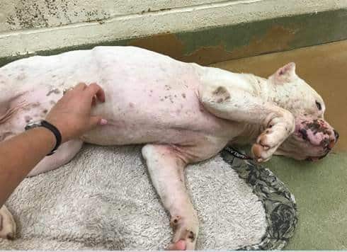 cão de luta pit bull