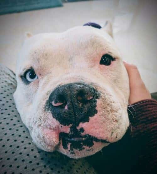 cão de luta pit bull