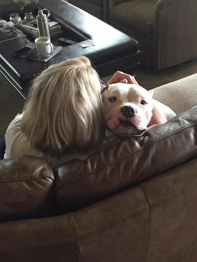 cão de luta pit bull