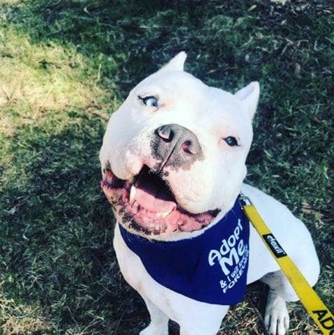 cão de luta pit bull